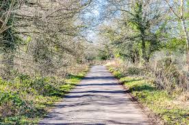 A photo of a footpath with trees either side